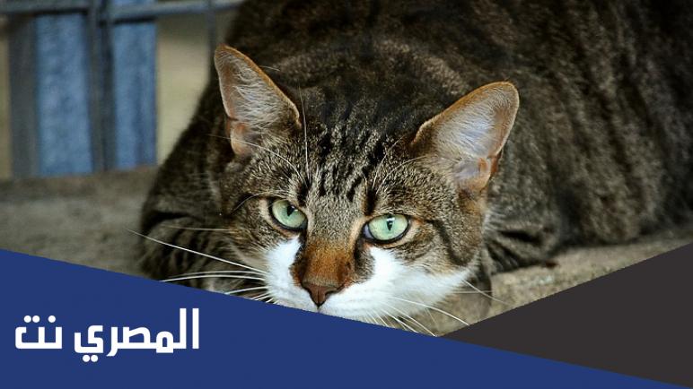 ما هو تفسير حلم القطط والفئران في الحلم