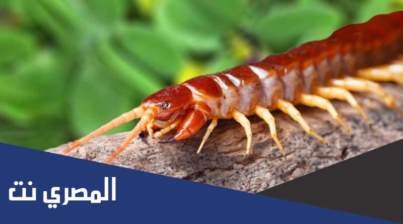 كم عدد ارجل ام 44