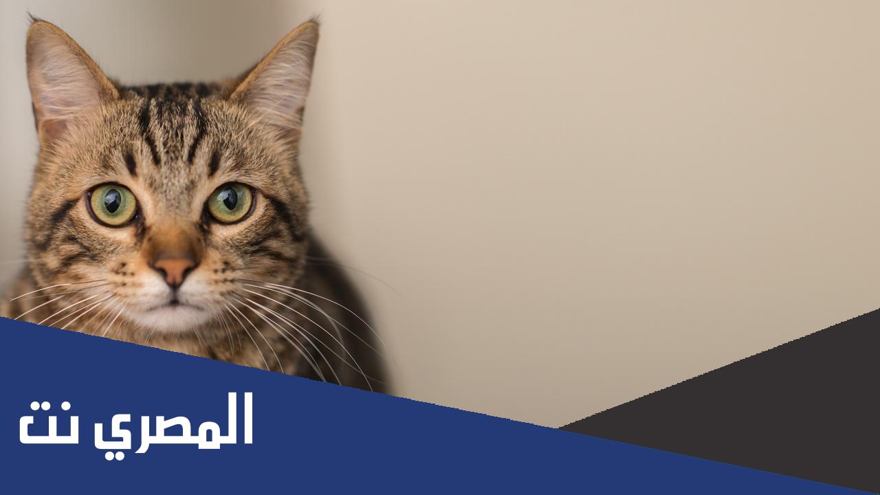 أجمل أسماء قطط إناث فرنسية 2022