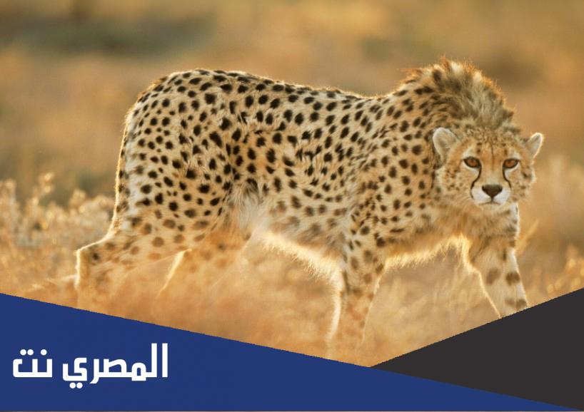 أسرع حيوان في العالم وكم تبلغ سرعته