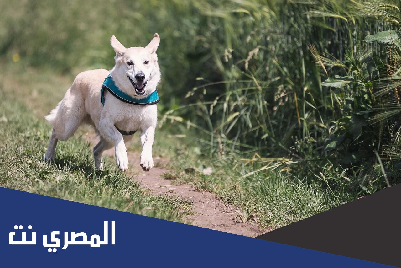أسماء كلاب اناث ومعانيها 2022