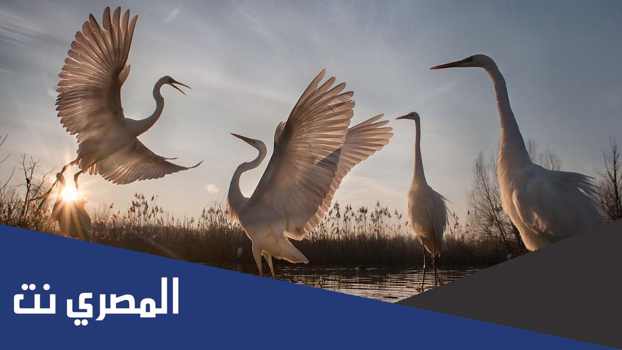 اسماء محميات في الامارات