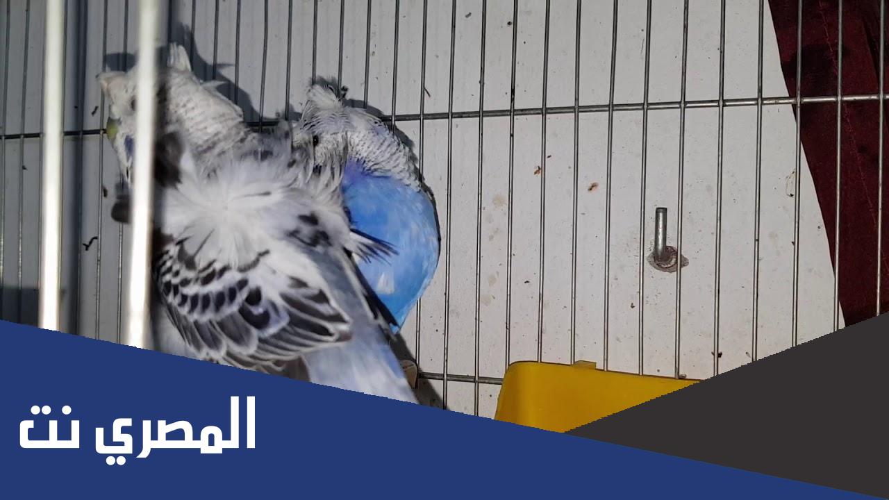 افضل انواع الطيور للتجارة… أشهر 8 أنواع للتّجارة والتّربية في العالم