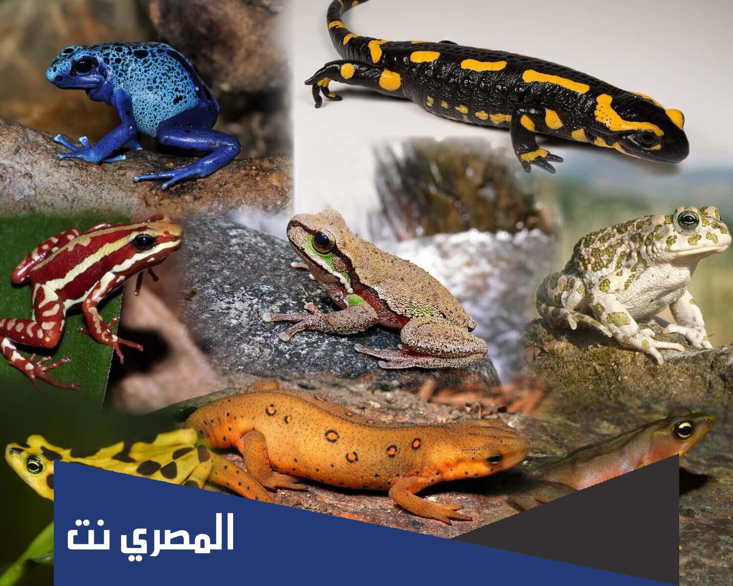 بحث عن الفقاريات واللافقاريات