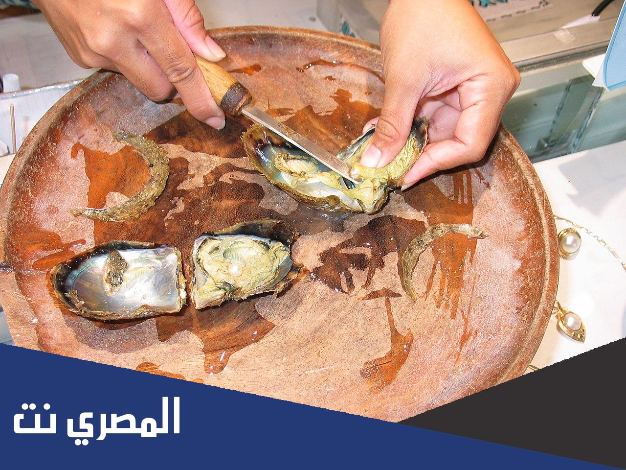 بحث عن زراعة اللؤلؤ