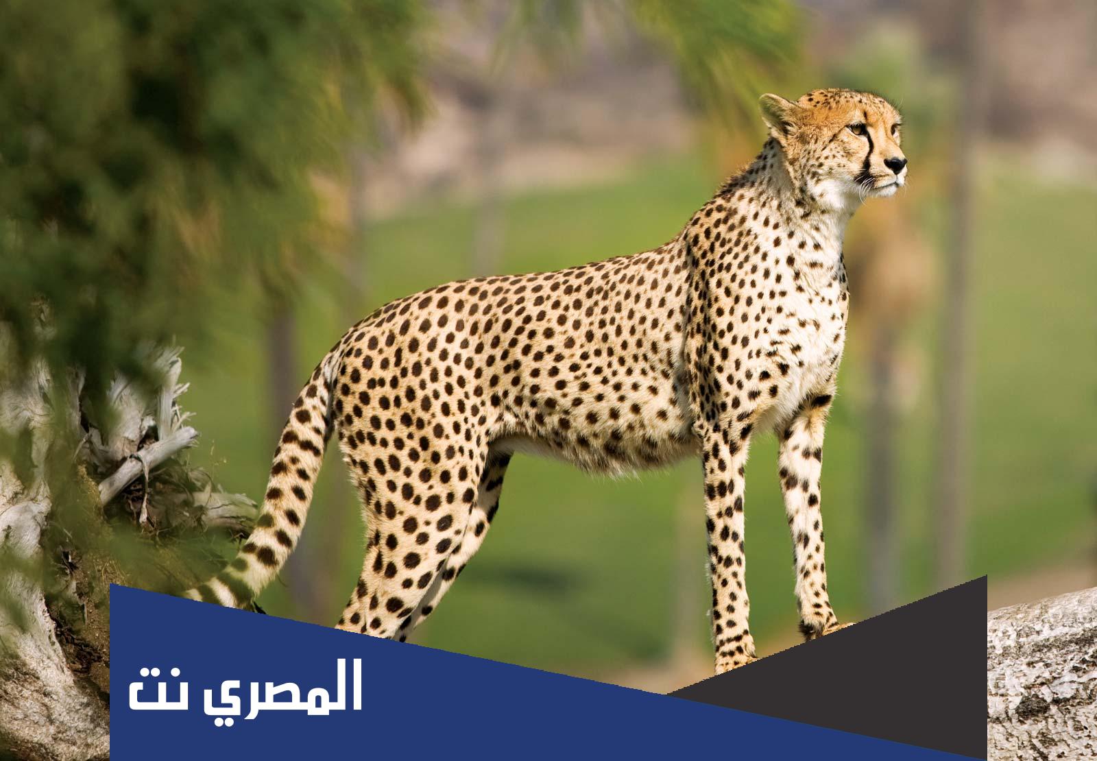 بلد افريقية يطلق عليها ارض الفهود