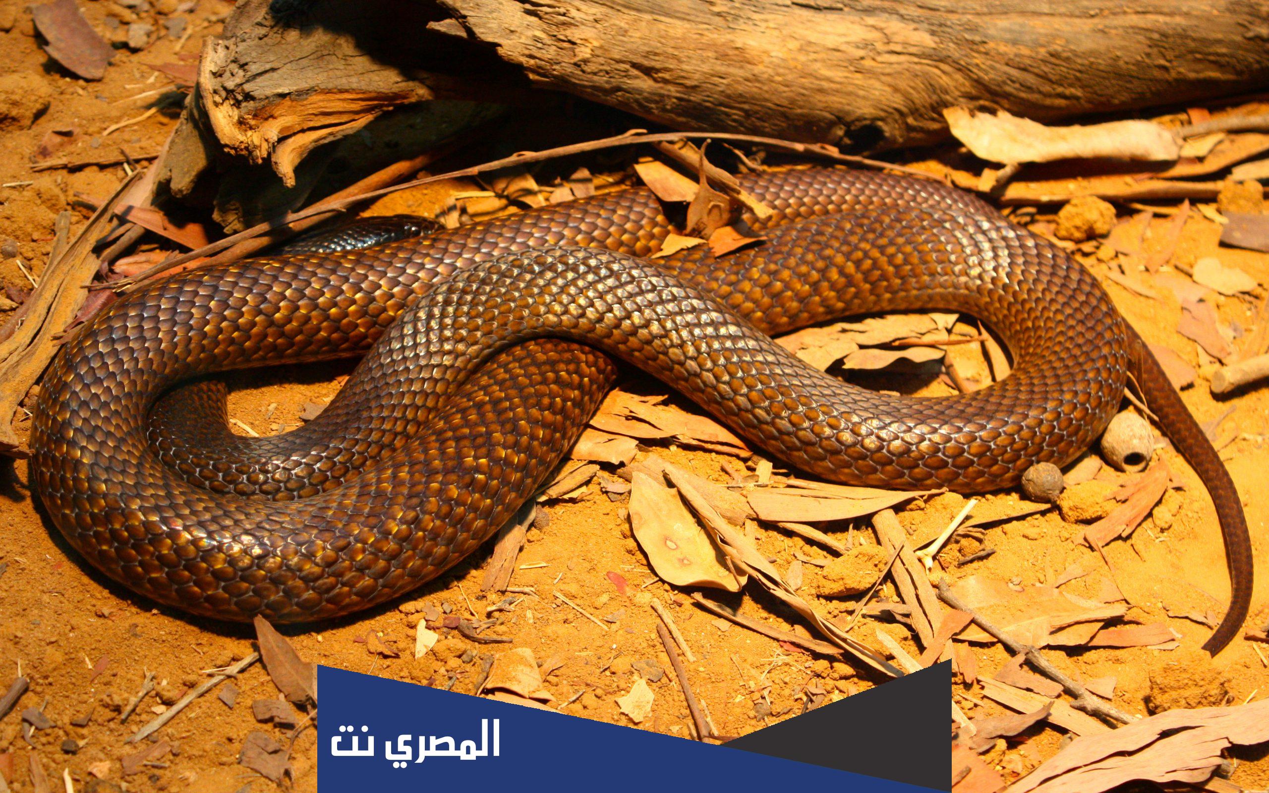 تفسير حلم الثعابين في البيت