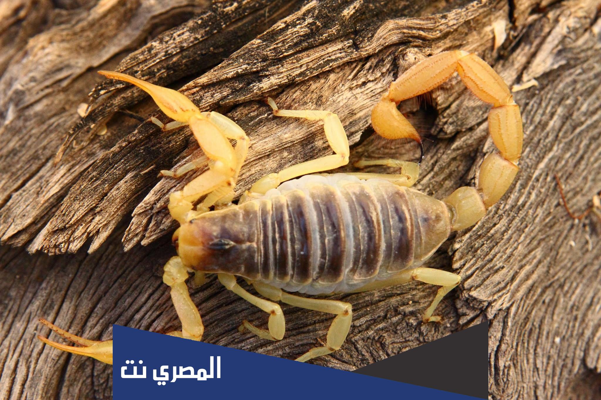 تفسير حلم العقرب الصفراء لابن سيرين وابن شاهين