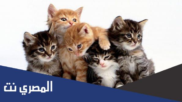 تفسير حلم رؤية عضة القطة في المنام لابن سيرين والامام الصادق