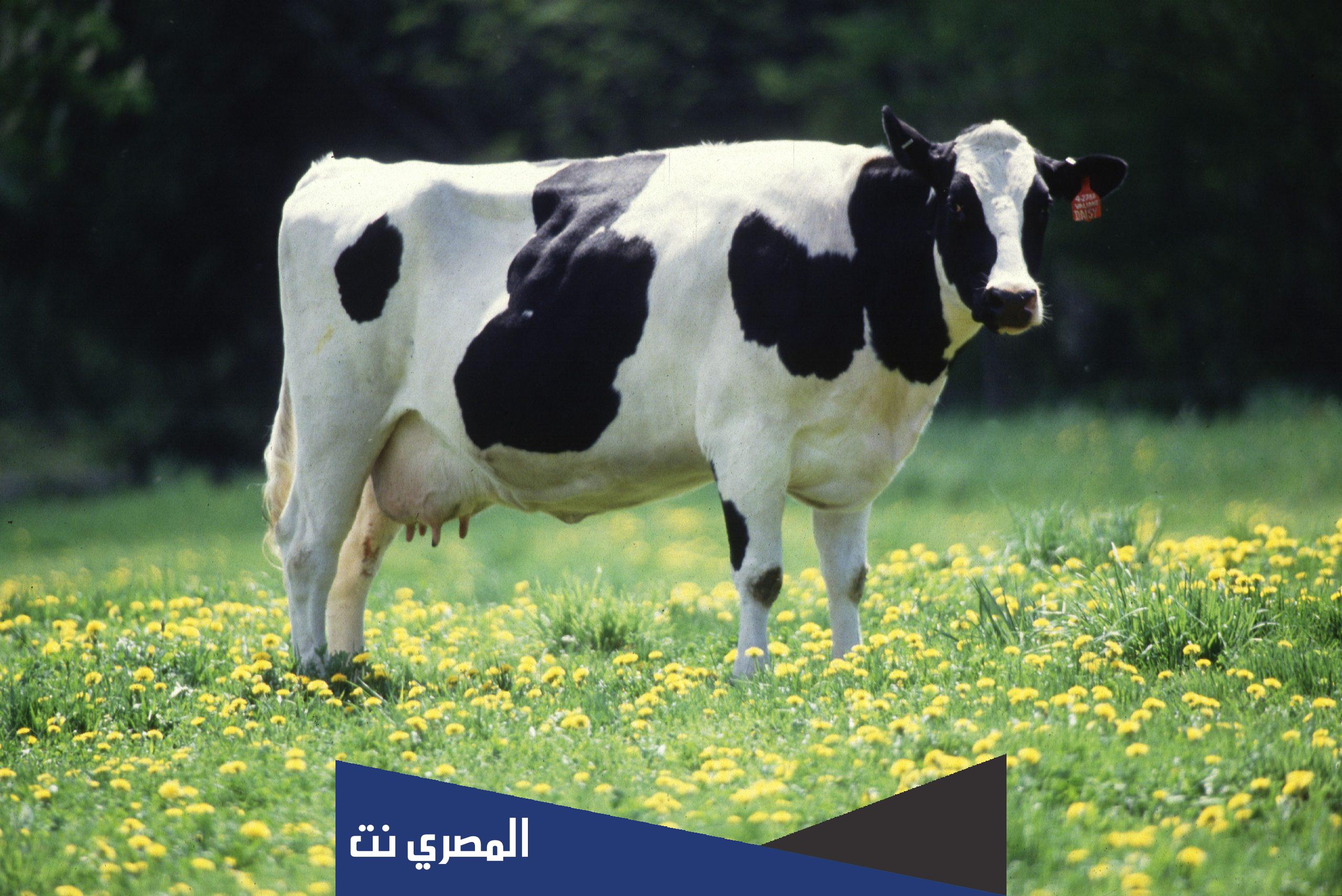 تفسير ذبح البقرة أو العجل في المنام