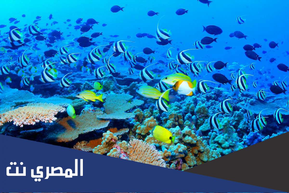 بحث عن المحافظة على التنوع الحيوي كامل العناصر