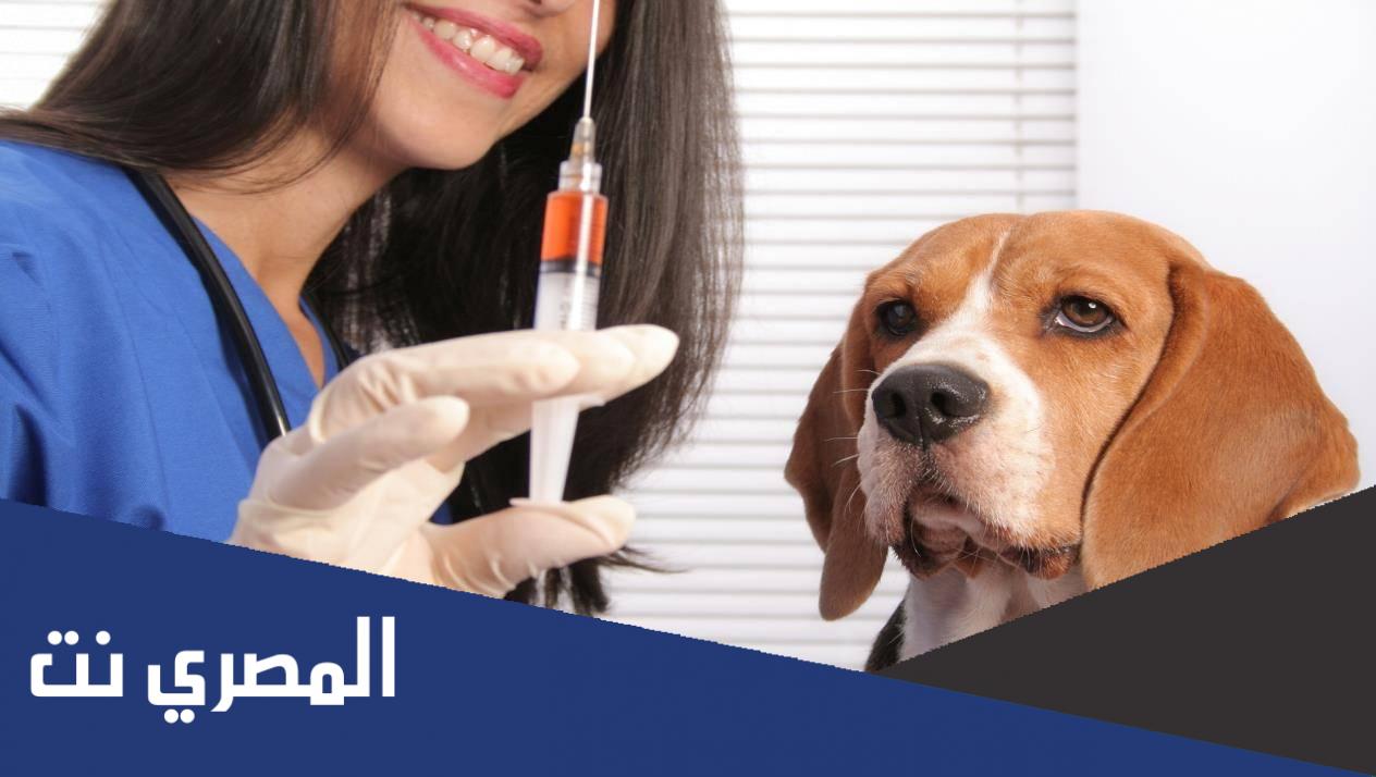 ما هو داء الكلب عند الانسان