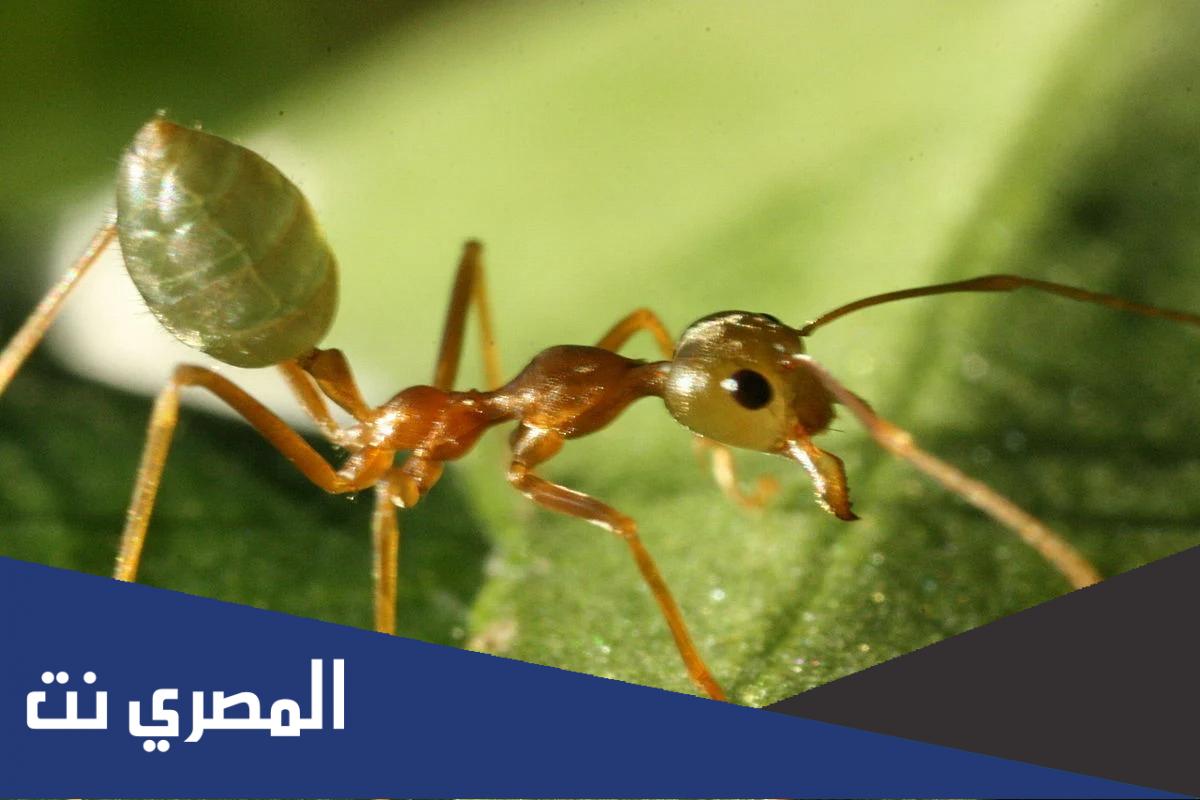 كم عدد النمل في العالم 2022