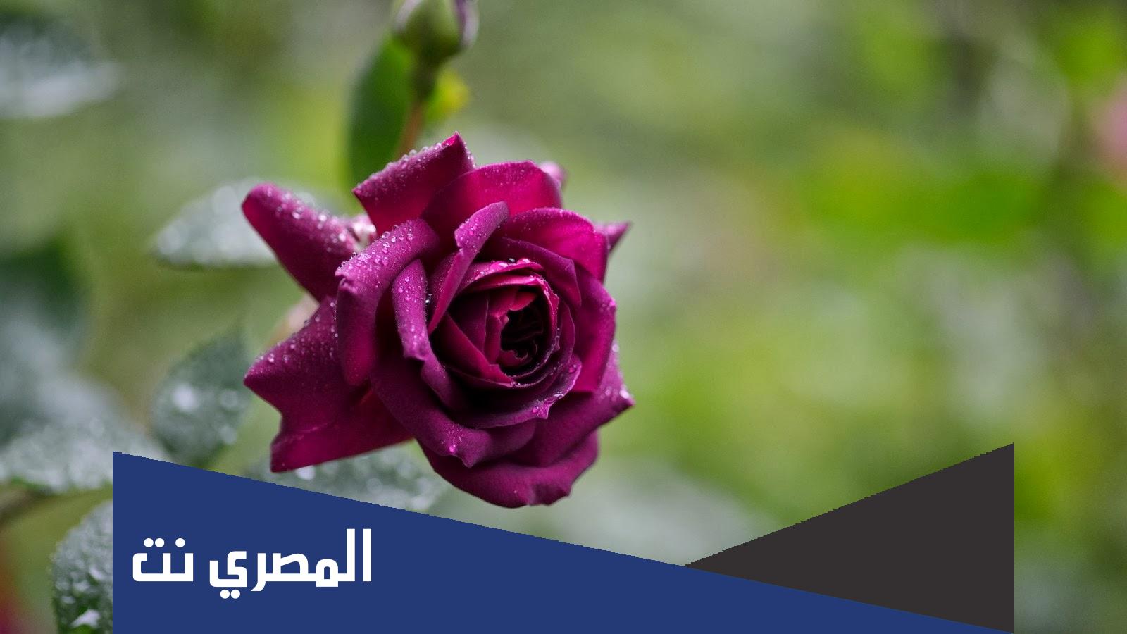 صور ورد 2022 أجمل صور وردود جميلة وجذابة