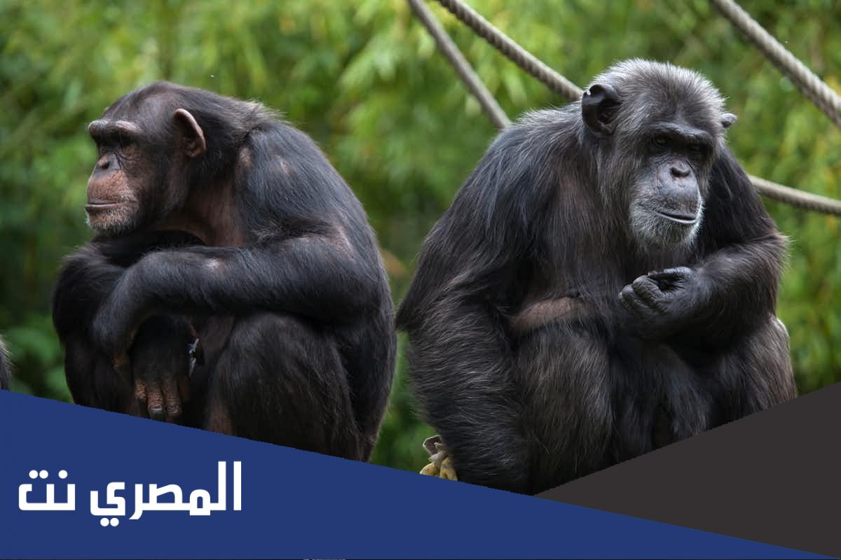 كم سنة يعيش الشمبانزي