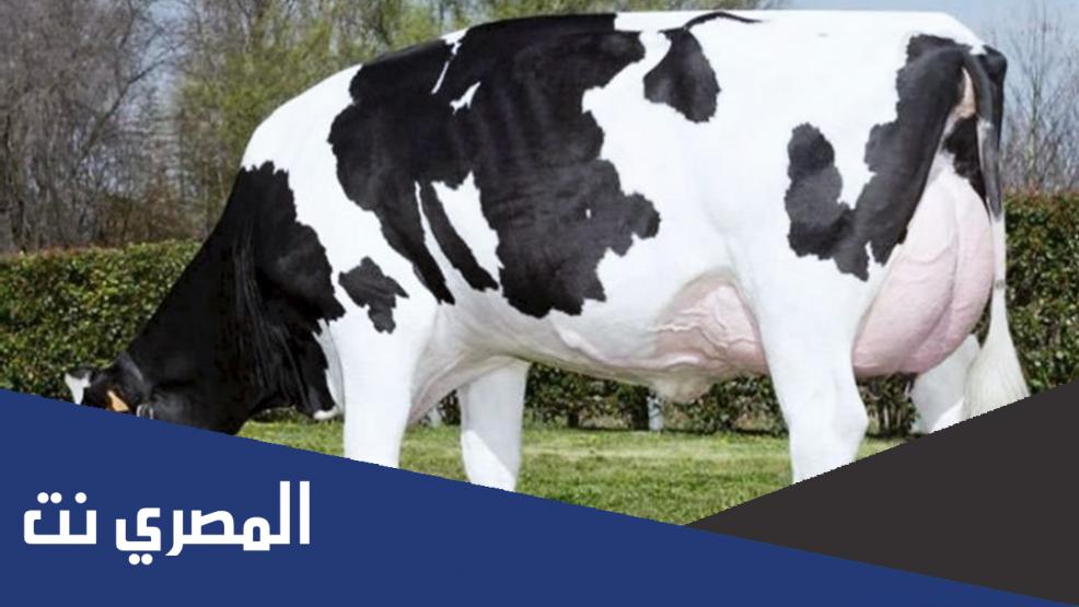 كم عدد أبناء الشيخ العجل الأبيض وحل جميع أسئلة الدرس