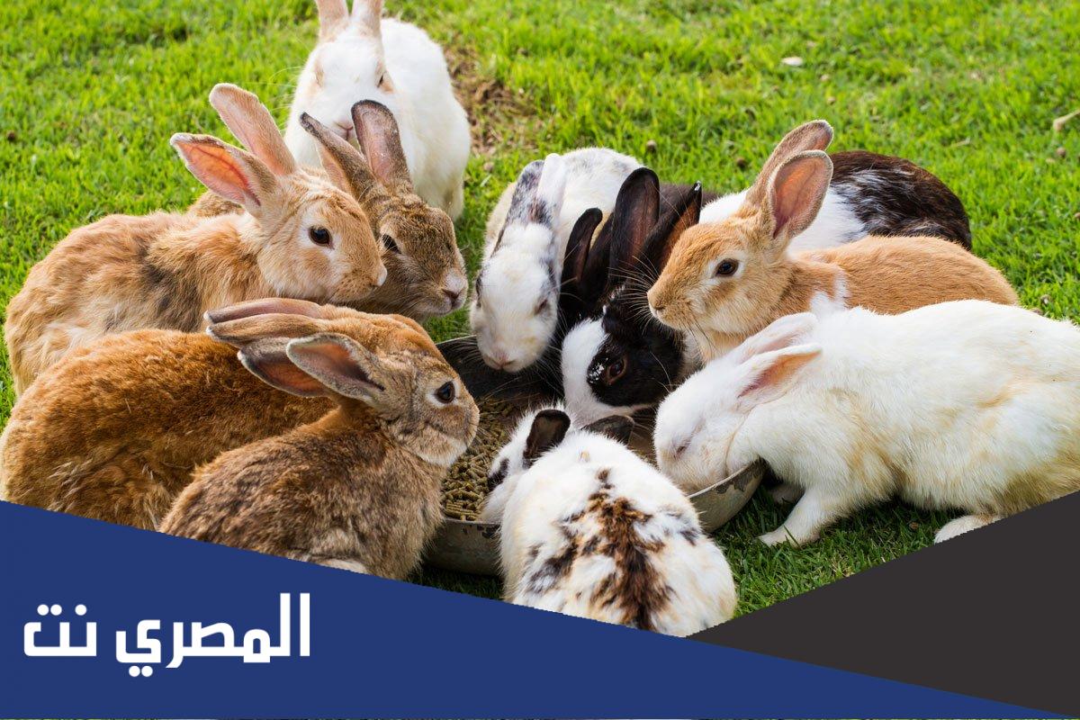 كم هو عدد اسنان الارنب؟