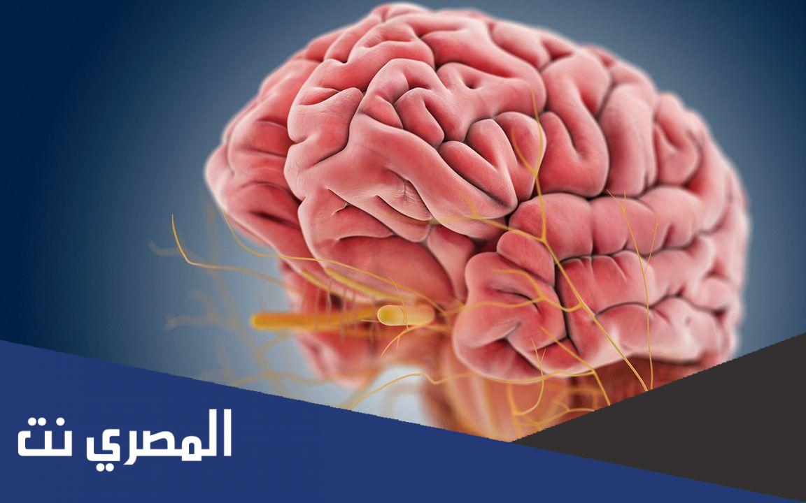 العصب يعد واحد من الأجزاء التي يتكون منها الجسم وبحتوى جسم الشخص الواحد على اثنى عشر زواج ويكون شكله عبارة عن ويلة، وألية عمله تكون من خلال الخلايا العصبية التي تبدأ في إرسال الإشارة والرسالة لجميع أجزاء الجسم، وتساهم في نقلها إلى الغدد والعضلات بالجسم بالإضافة إلى أنها تنقلها إلي الدماغ وأهم دور تقوم به هو مساعدة الجسم في التحرك والشعور بجميع أطرافه فلذلك لها اهمية واضحة قي إرسال الإشارات للعقل حتى يقوم بالتنفي والشم وهضم الطعام