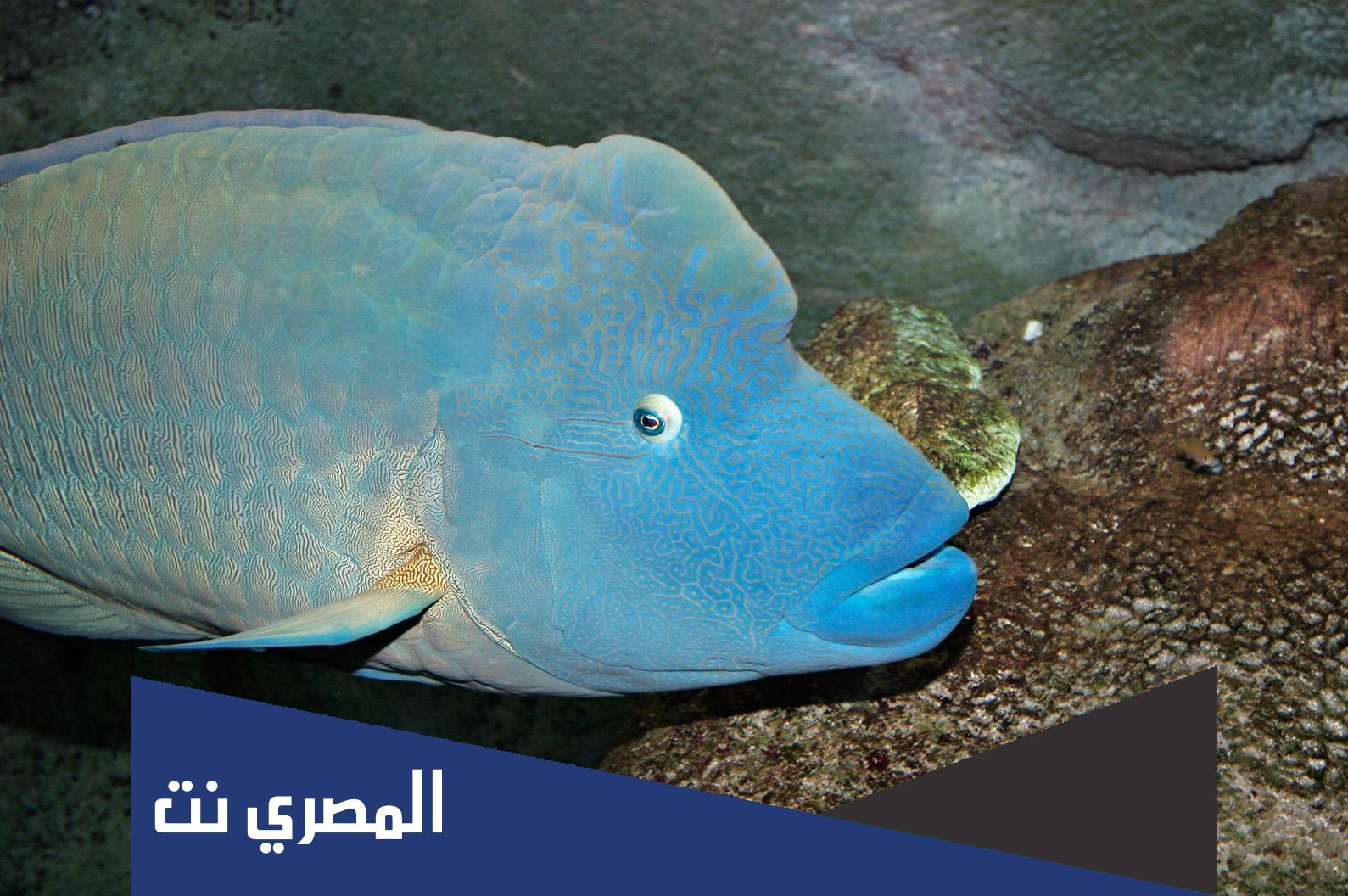 كم وزن سمك الطرباني