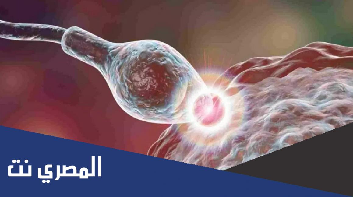 كيف اعرف ان البويضة تلقحت وانغرست في البويضة