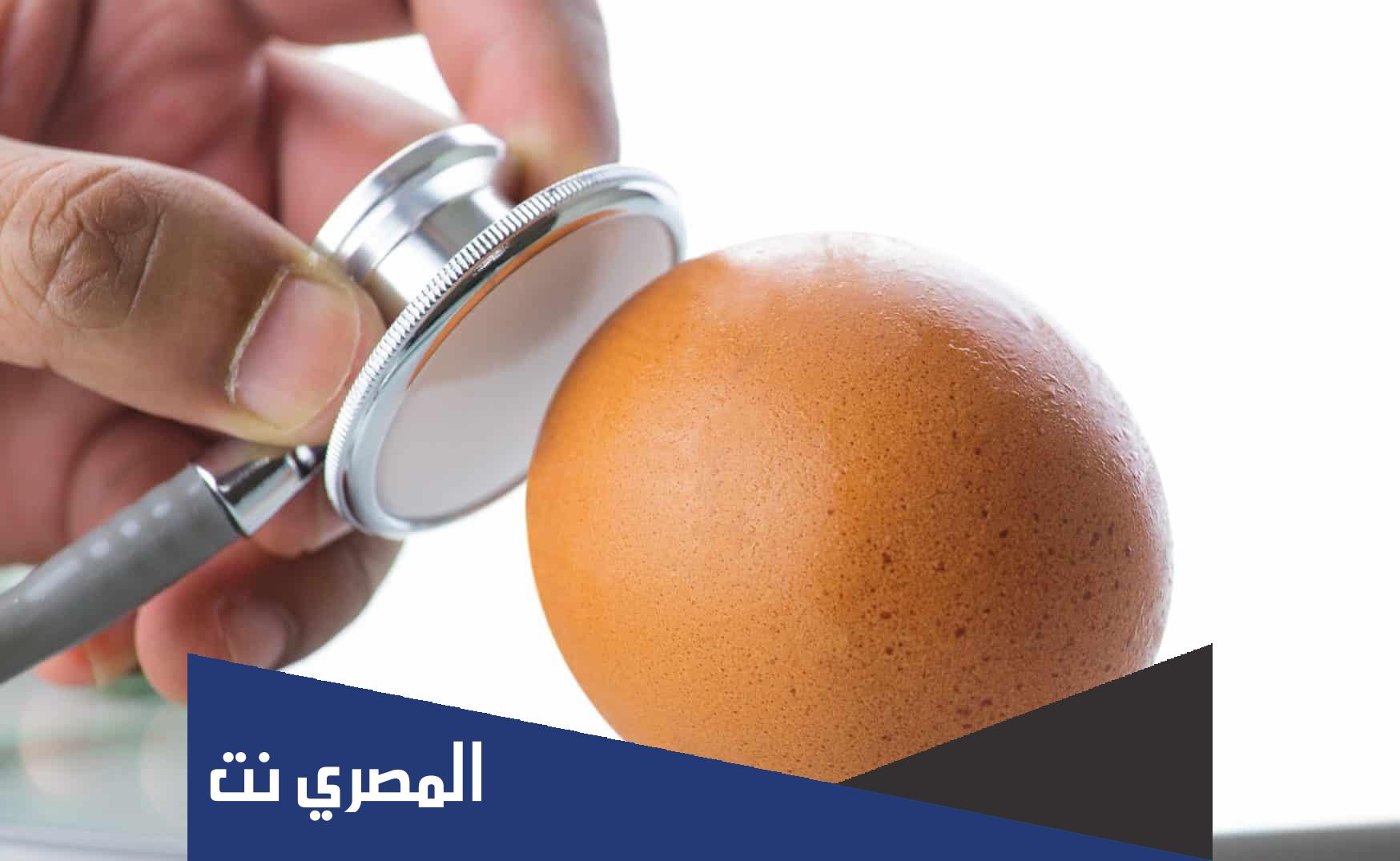 كيف تعرف البيض الفاسد في الفقاسة