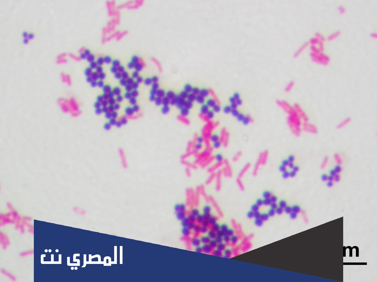 كيف يستفيد الأطباء من تقنية صبغة جرام؟