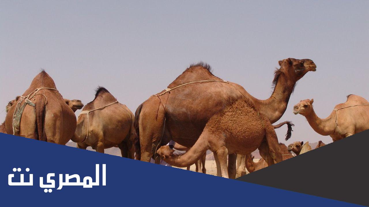 لماذا الجمل يأكل التراب ؟