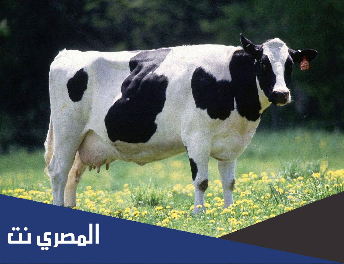 لماذا تجتر البقرة