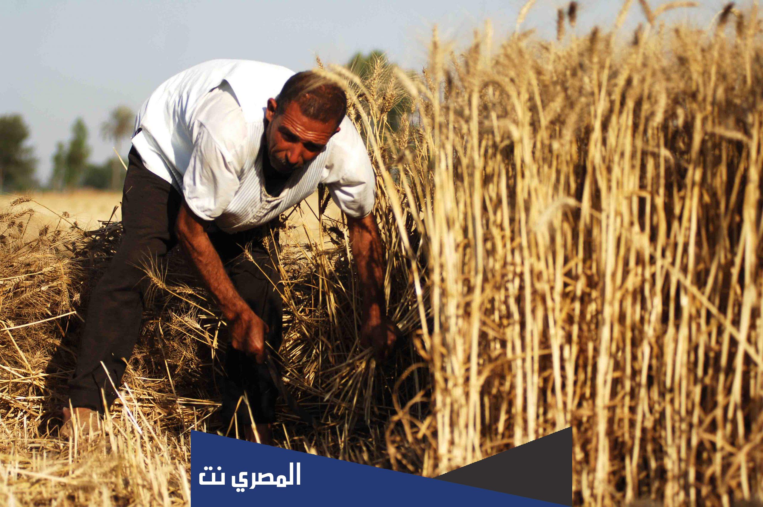 لماذا لا تزرع مصر القمح