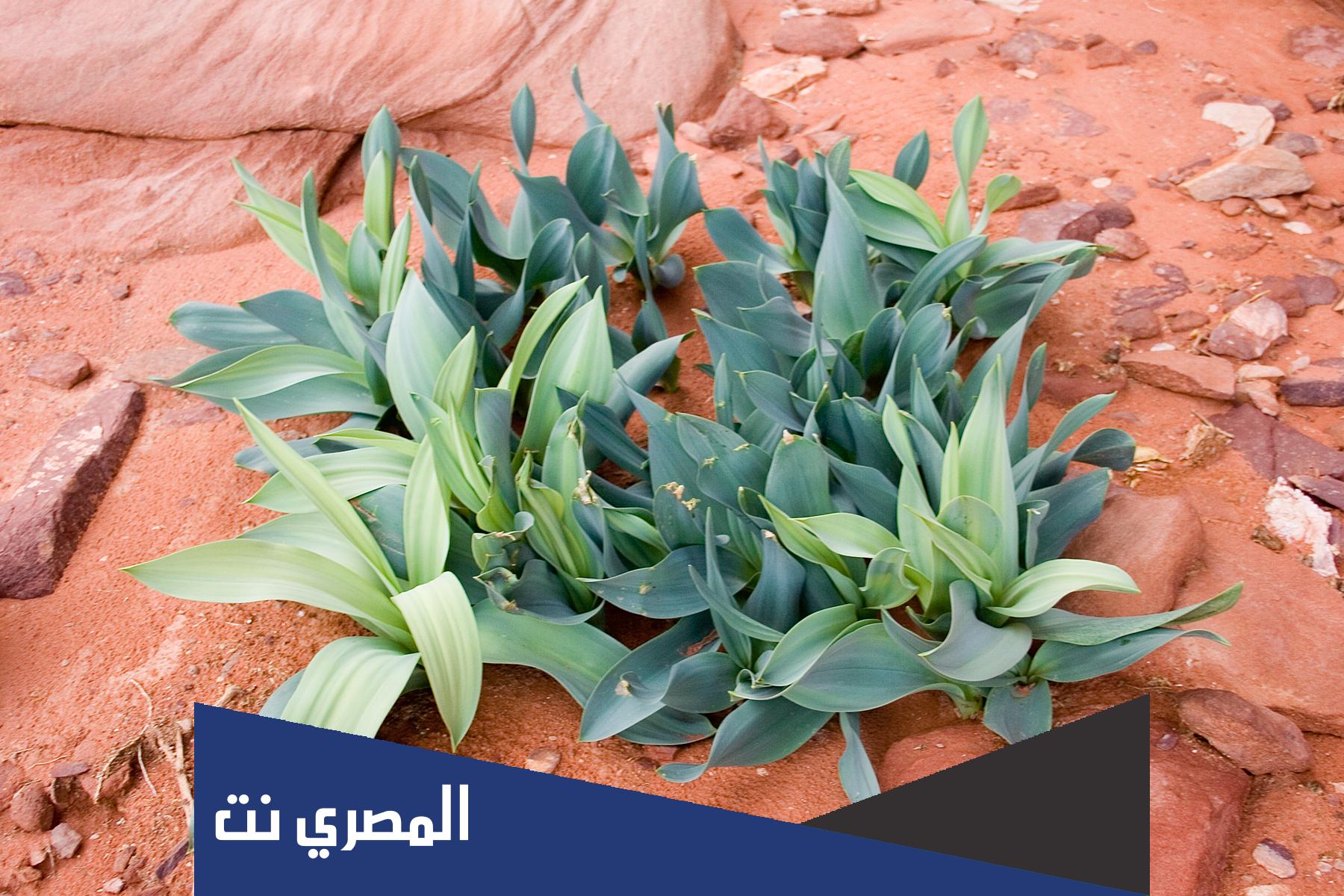 لولا النباتات ما عاشت الاحياء على الارض