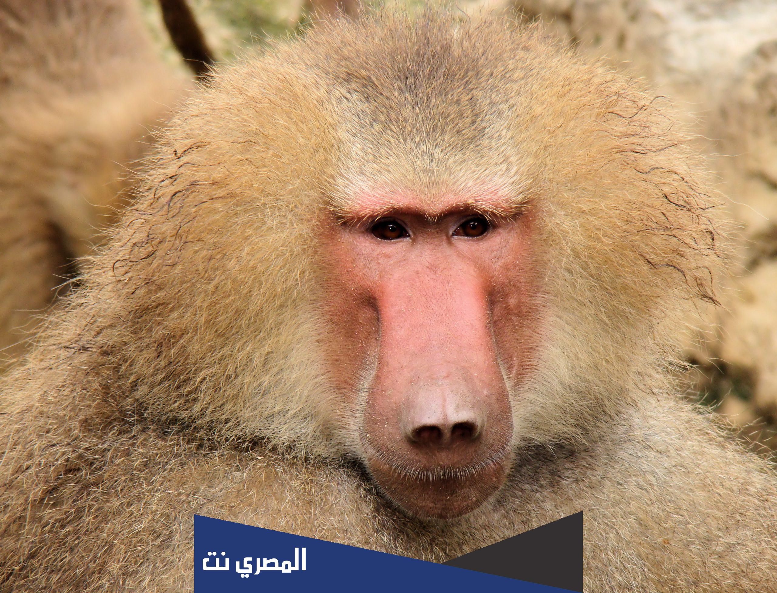 ما معنى سبال بالاماراتي