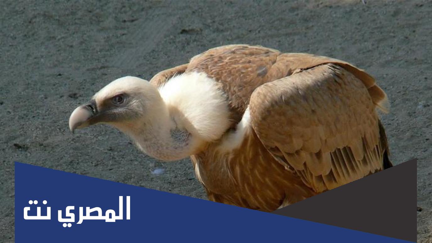 ما هو الحيوان الذي ينتحر عندما يمرض