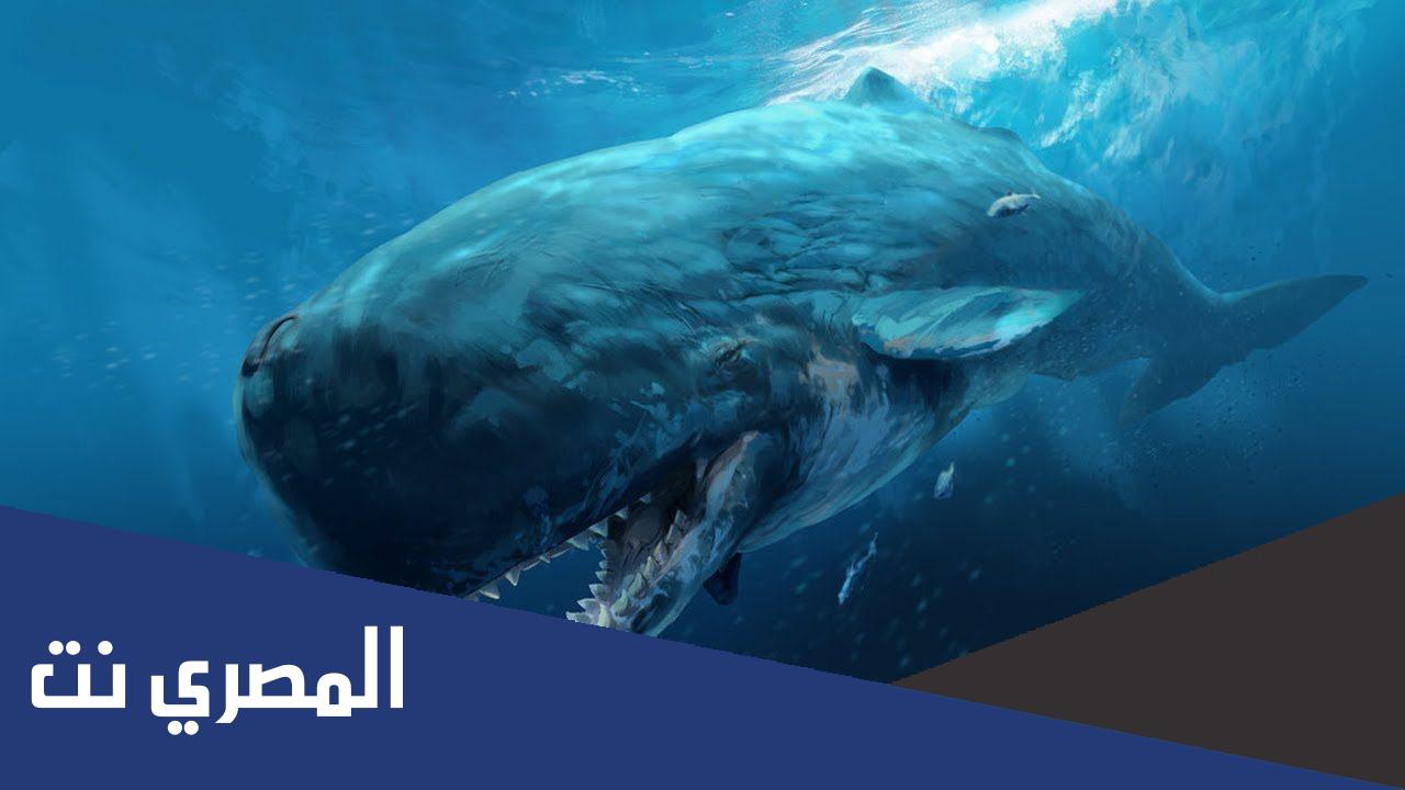 ما هو العنبر الحوت