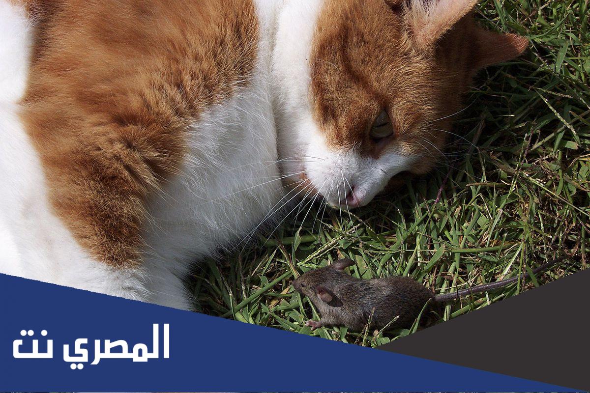 ما هو تفسير حلم القطط والفئران في الحلم