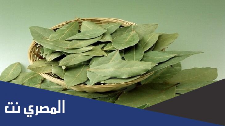 ما هو ورق الغار وهل هو ورق السدر