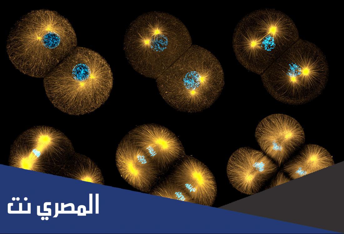 ماذا يحدث في الانقسام المنصف