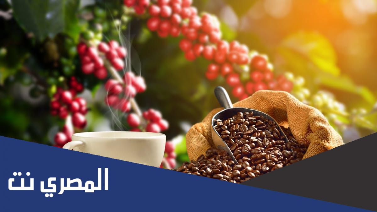 متى انتقل البن إلى البلاد العربية