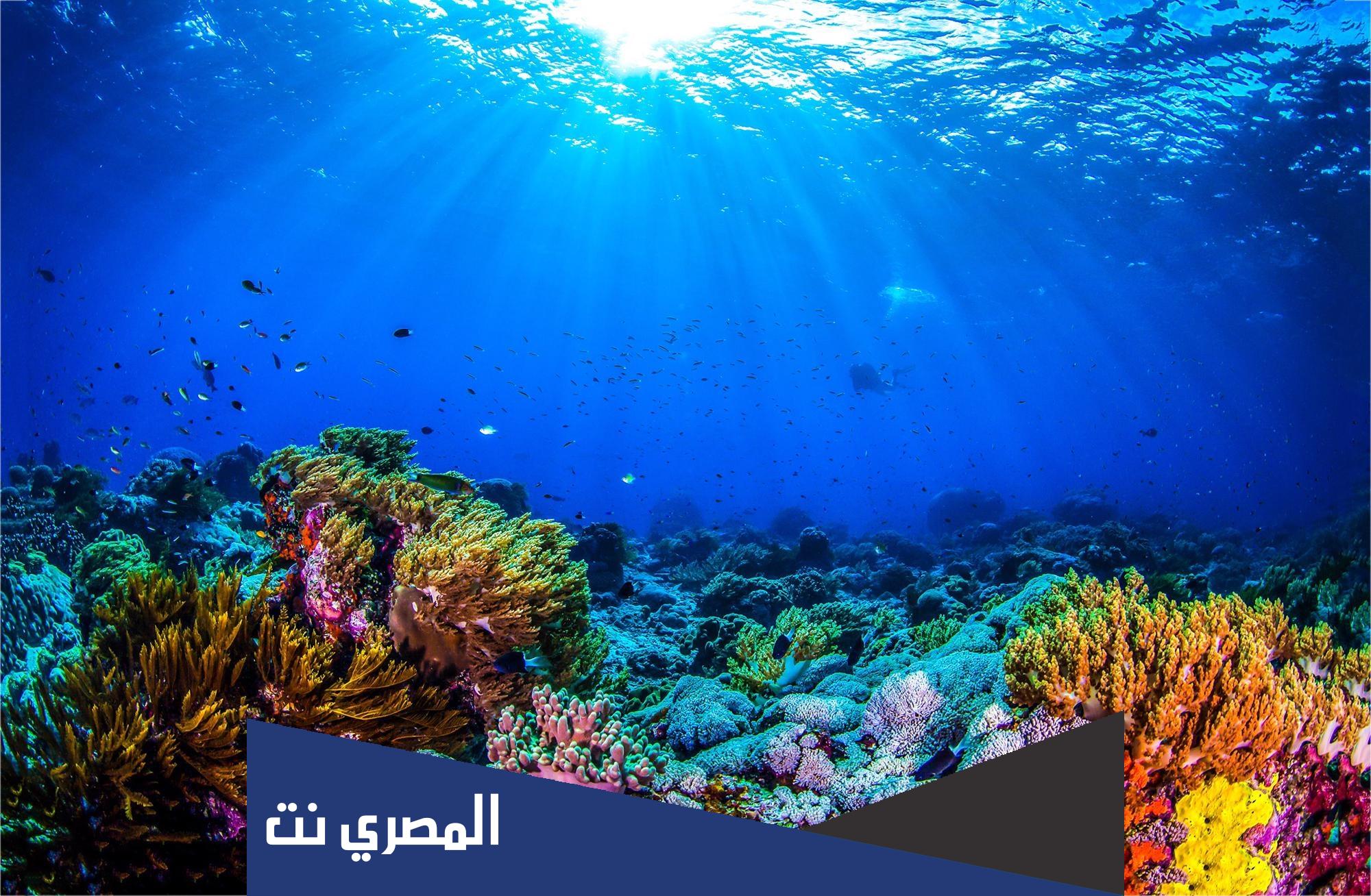معلومات عن البحر الأحمر للاطفال
