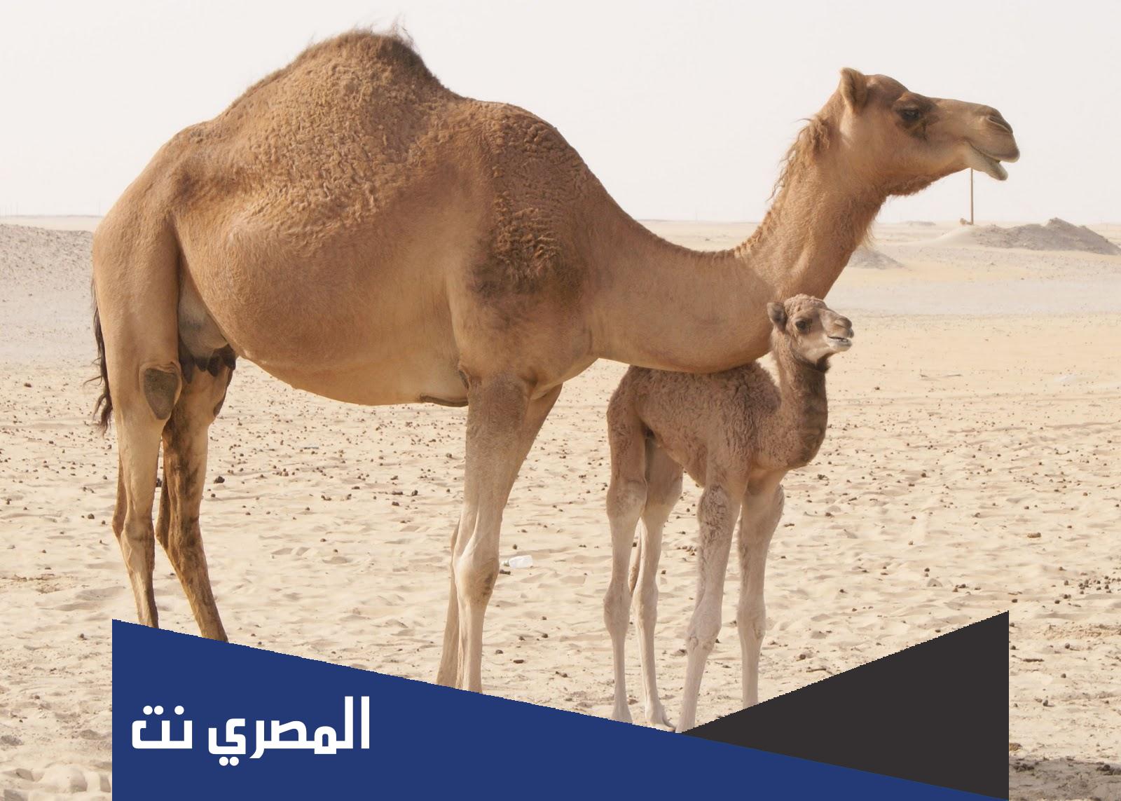 معلومات عن الجمل بالانجليزي