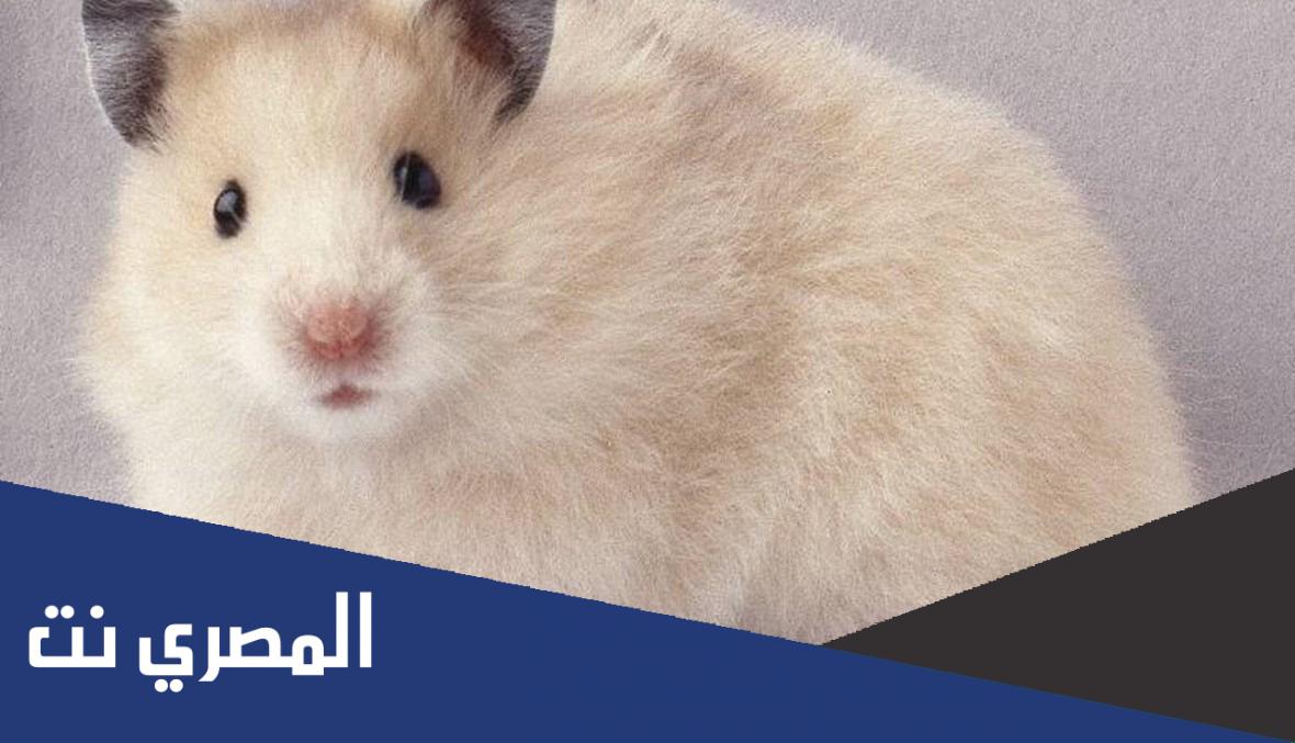 معلومات عن الهامستر السوري