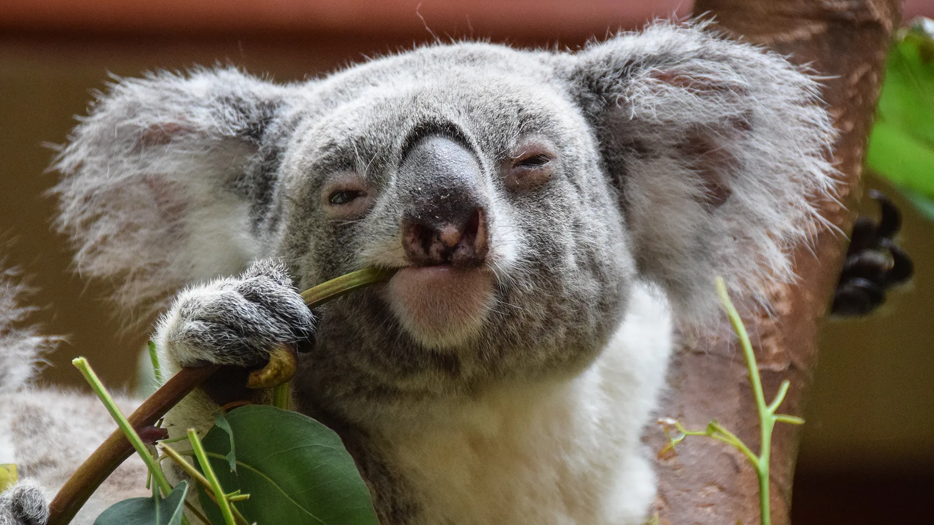 معلومات عن حيوان wet koala