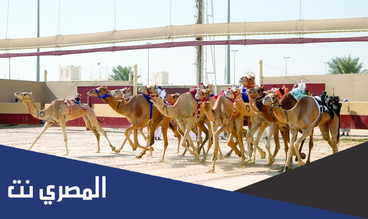معلومات عن سباق الهجن في قطر 2022
