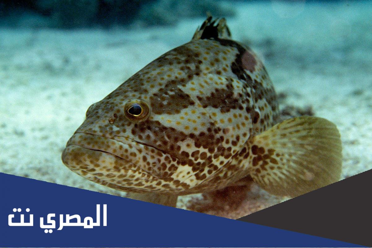 معلومات عن سمك الهامور