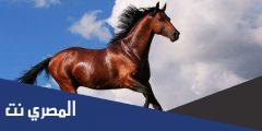 معنى صهاة الخيل في المعجم
