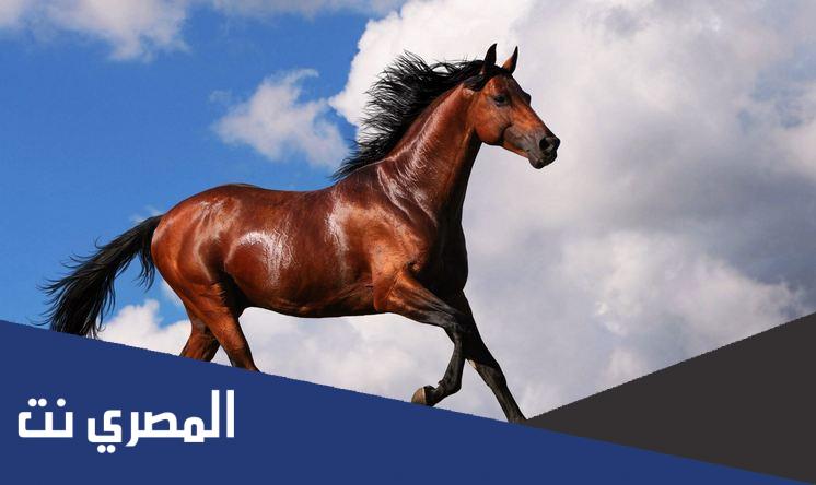 معنى صهاة الخيل في المعجم