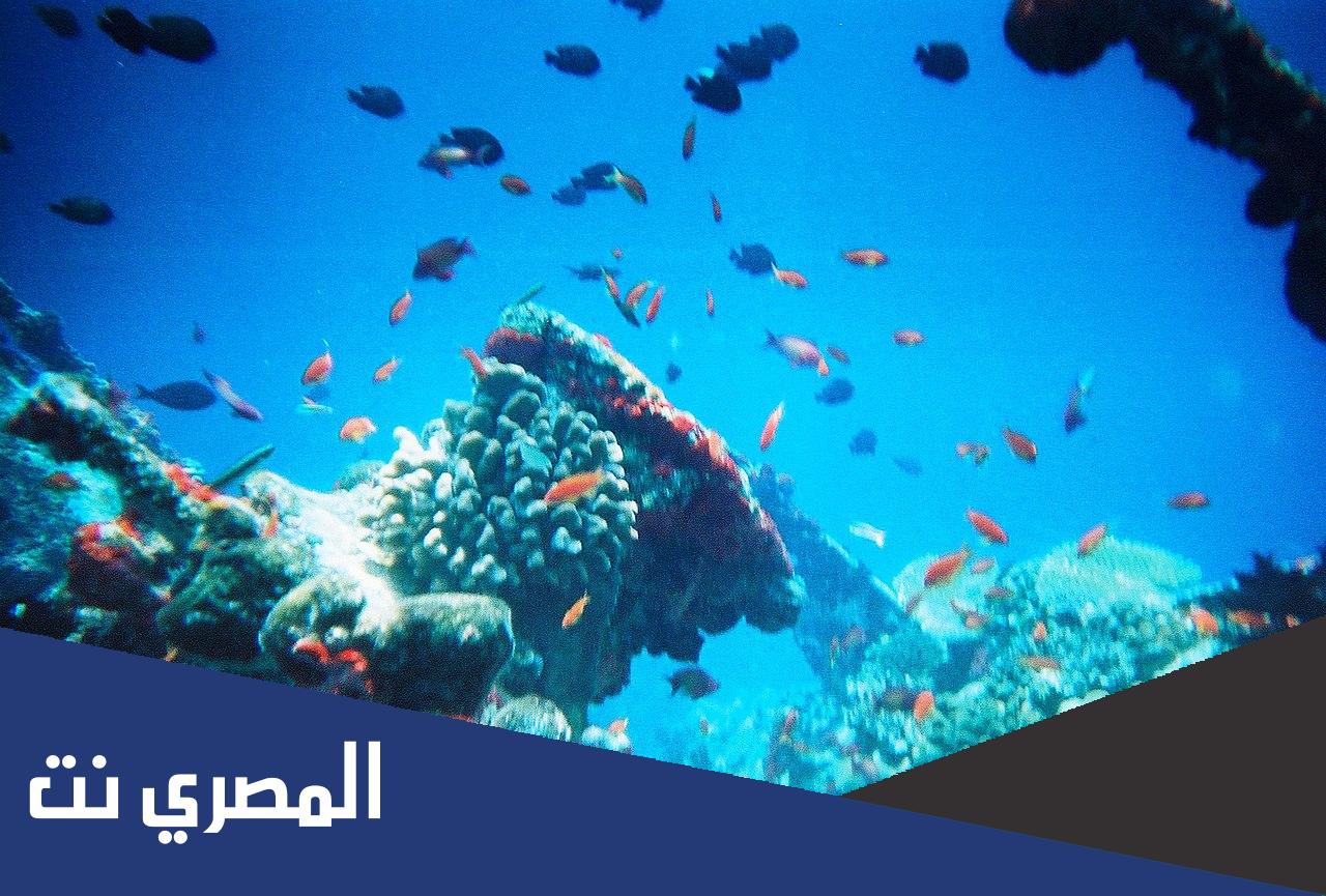 موضوع تعبير عن البيئة البحرية للصف الرابع الابتدائي