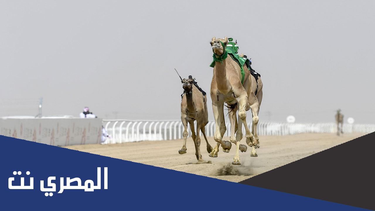 موقع سباق الهجن في قطر 2022 وموعد إعلان النتائج