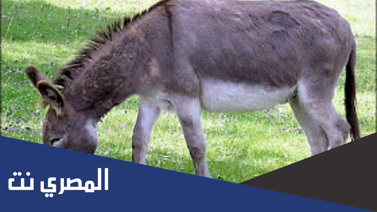 هل يجوز اكل الحمار الوحشي ابن باز