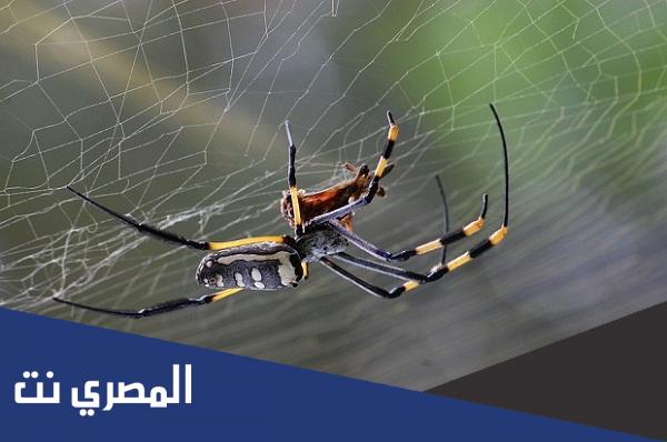 وجود العناكب في المنزل