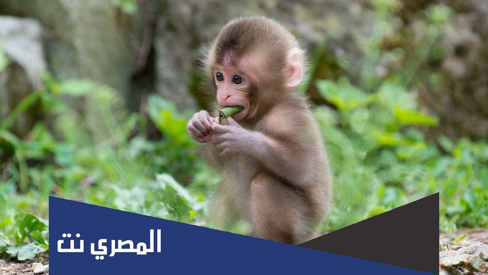 ما اسم صغير القرد ؟